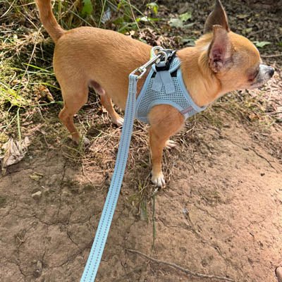 Tiny Trails Reflective 15mm Webbing Lead with Neoprene Handle Lining Baby Blue - Pet Supplier Store