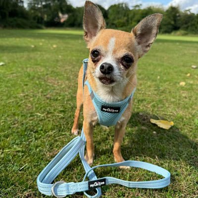 Tiny Trails Reflective 15mm Webbing Lead with Neoprene Handle Lining Baby Blue - Pet Supplier Store