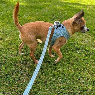 Tiny Trails Reflective 15mm Webbing Lead with Neoprene Handle Lining Baby Blue - Pet Supplier Store