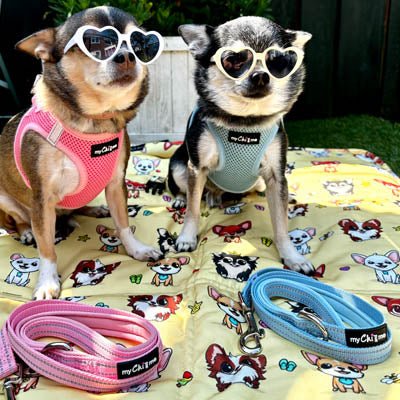 Tiny Trails Reflective 15mm Webbing Lead with Neoprene Handle Lining Baby Blue - Pet Supplier Store