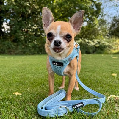 Tiny Trails Reflective 15mm Webbing Lead with Neoprene Handle Lining Baby Blue - Pet Supplier Store