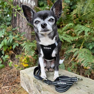 Tiny Trails Reflective 15mm Webbing Lead with Neoprene Handle Lining Black - Pet Supplier Store