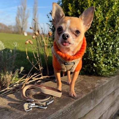 Tiny Trails Reflective 15mm Webbing Lead with Neoprene Handle Lining Caramel - Pet Supplier Store