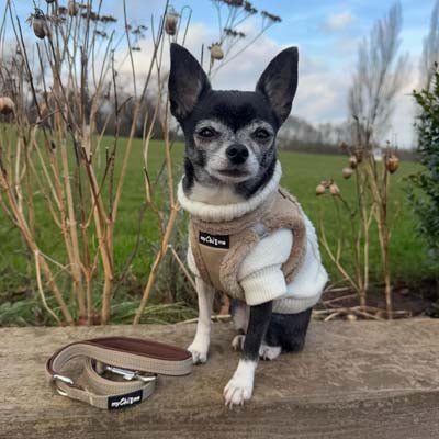 Tiny Trails Reflective 15mm Webbing Lead with Neoprene Handle Lining Caramel - Pet Supplier Store