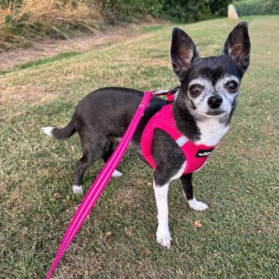 Tiny Trails Reflective 15mm Webbing Lead with Neoprene Handle Lining Hot Pink - Pet Supplier Store