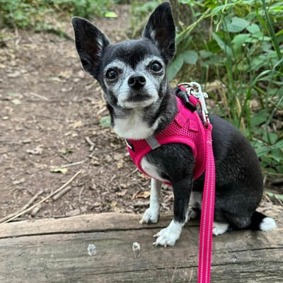 Tiny Trails Reflective 15mm Webbing Lead with Neoprene Handle Lining Hot Pink - Pet Supplier Store
