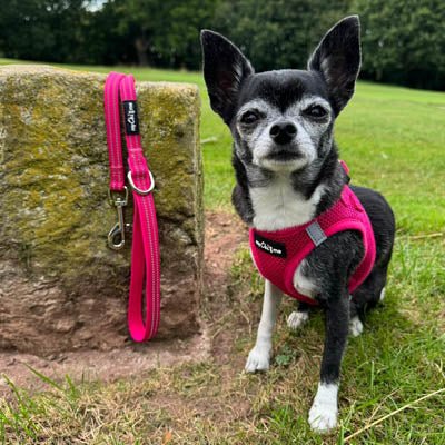 Tiny Trails Reflective 15mm Webbing Lead with Neoprene Handle Lining Hot Pink - Pet Supplier Store