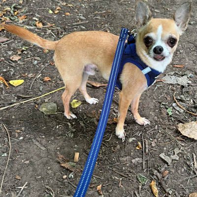 Tiny Trails Reflective 15mm Webbing Lead with Neoprene Handle Lining Navy - Pet Supplier Store