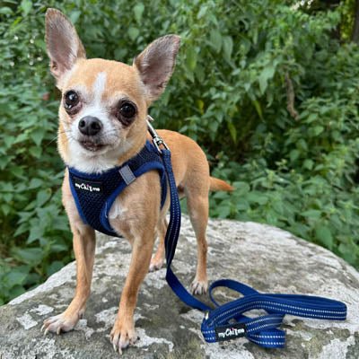 Tiny Trails Reflective 15mm Webbing Lead with Neoprene Handle Lining Navy - Pet Supplier Store