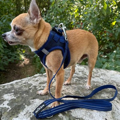 Tiny Trails Reflective 15mm Webbing Lead with Neoprene Handle Lining Navy - Pet Supplier Store