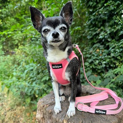 Tiny Trails Reflective 15mm Webbing Lead with Neoprene Handle Lining Pink - Pet Supplier Store
