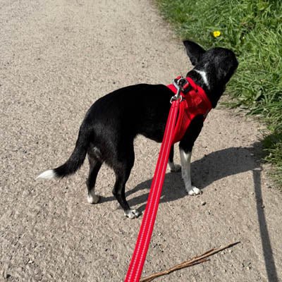Tiny Trails Reflective 15mm Webbing Lead with Neoprene Handle Lining Red - Pet Supplier Store