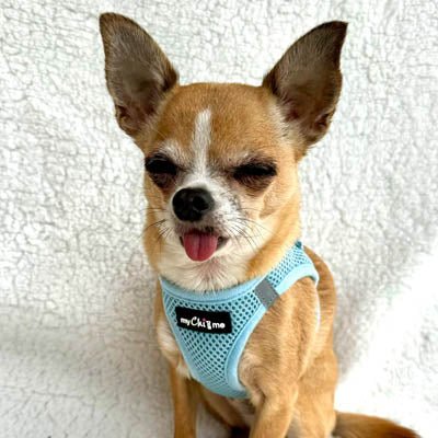 Tiny Trails Step In Air Mesh Puppy and Small Dog Harness Baby Blue - Pet Supplier Store