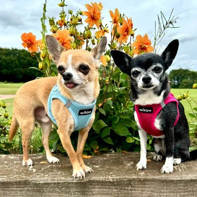Tiny Trails Step In Air Mesh Puppy and Small Dog Harness Baby Blue - Pet Supplier Store