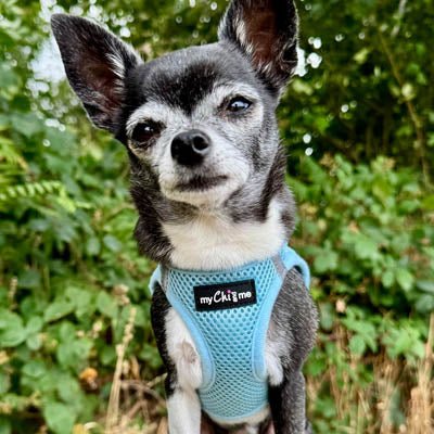 Tiny Trails Step In Air Mesh Puppy and Small Dog Harness Baby Blue - Pet Supplier Store