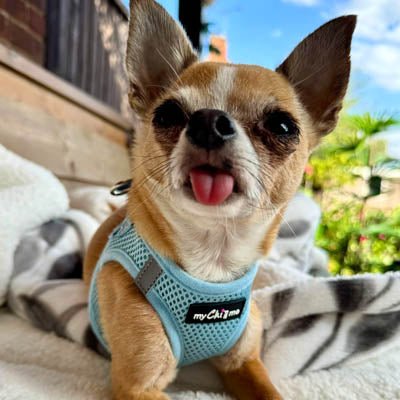 Tiny Trails Step In Air Mesh Puppy and Small Dog Harness Baby Blue - Pet Supplier Store