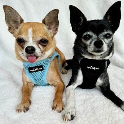 Tiny Trails Step In Air Mesh Puppy and Small Dog Harness Baby Blue - Pet Supplier Store