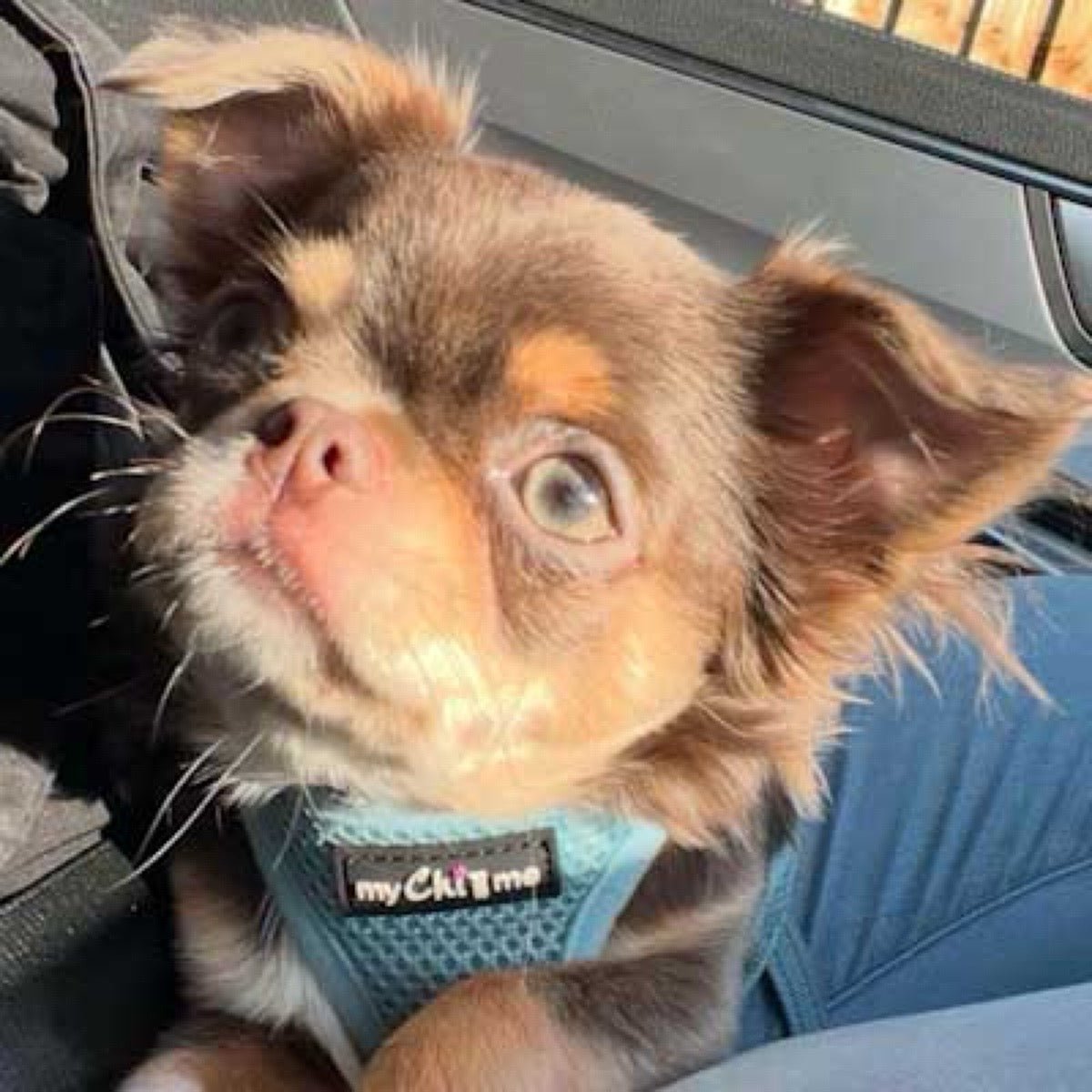 Tiny Trails Step In Air Mesh Puppy and Small Dog Harness Baby Blue - Pet Supplier Store