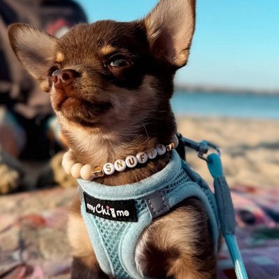Tiny Trails Step In Air Mesh Puppy and Small Dog Harness Baby Blue - Pet Supplier Store