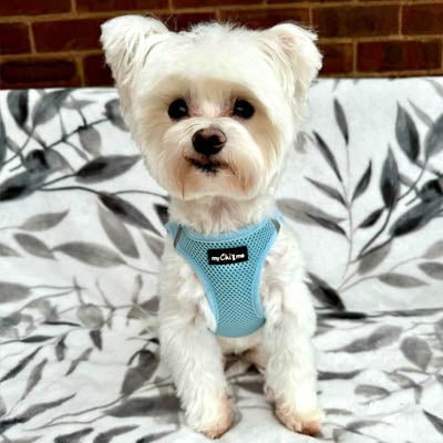 Tiny Trails Step In Air Mesh Puppy and Small Dog Harness Baby Blue - Pet Supplier Store