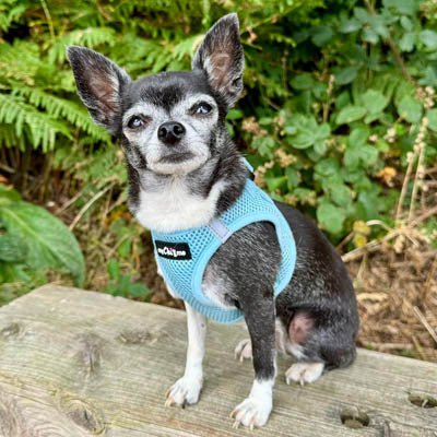 Tiny Trails Step In Air Mesh Puppy and Small Dog Harness Baby Blue - Pet Supplier Store