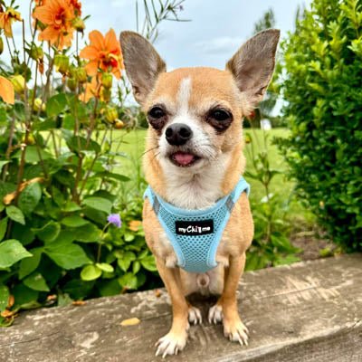 Tiny Trails Step In Air Mesh Puppy and Small Dog Harness Baby Blue - Pet Supplier Store