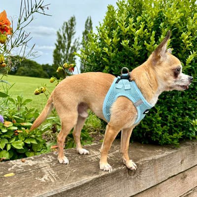 Tiny Trails Step In Air Mesh Puppy and Small Dog Harness Baby Blue - Pet Supplier Store