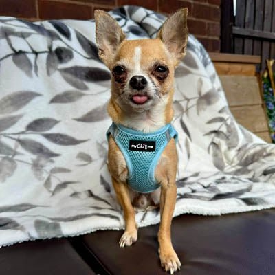 Tiny Trails Step In Air Mesh Puppy and Small Dog Harness Baby Blue - Pet Supplier Store