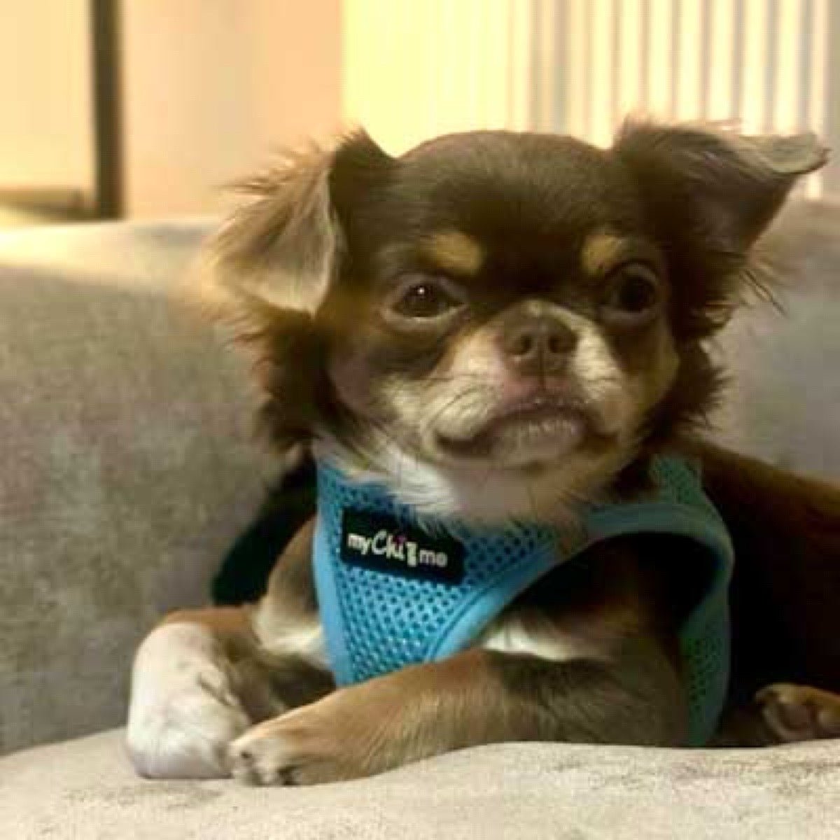Tiny Trails Step In Air Mesh Puppy and Small Dog Harness Baby Blue - Pet Supplier Store