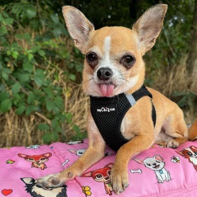 Tiny Trails Step In Air Mesh Puppy and Small Dog Harness Black - Pet Supplier Store
