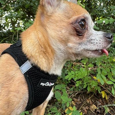 Tiny Trails Step In Air Mesh Puppy and Small Dog Harness Black - Pet Supplier Store