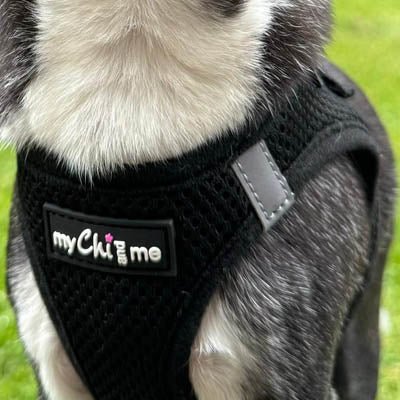 Tiny Trails Step In Air Mesh Puppy and Small Dog Harness Black - Pet Supplier Store