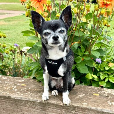 Tiny Trails Step In Air Mesh Puppy and Small Dog Harness Black - Pet Supplier Store