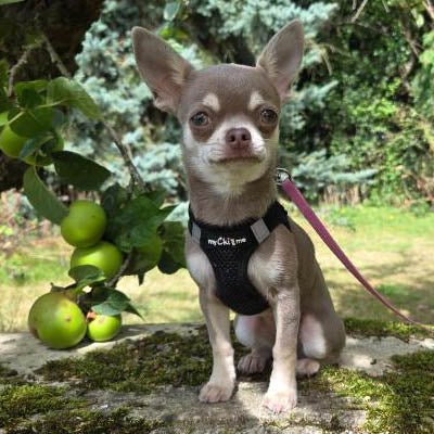 Tiny Trails Step In Air Mesh Puppy and Small Dog Harness Black - Pet Supplier Store