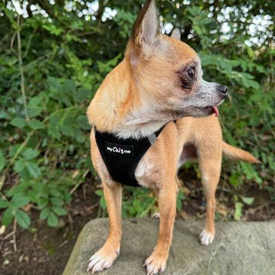 Tiny Trails Step In Air Mesh Puppy and Small Dog Harness Black - Pet Supplier Store