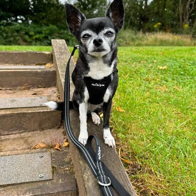 Tiny Trails Step In Air Mesh Puppy and Small Dog Harness Black - Pet Supplier Store