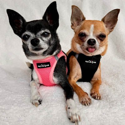 Tiny Trails Step In Air Mesh Puppy and Small Dog Harness Black - Pet Supplier Store