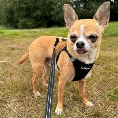 Tiny Trails Step In Air Mesh Puppy and Small Dog Harness Black - Pet Supplier Store