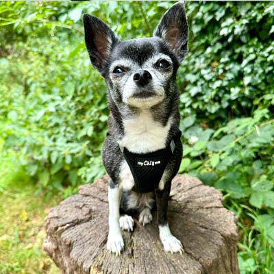 Tiny Trails Step In Air Mesh Puppy and Small Dog Harness Black - Pet Supplier Store