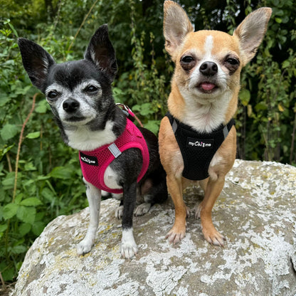Tiny Trails Step In Air Mesh Puppy and Small Dog Harness Black - Pet Supplier Store