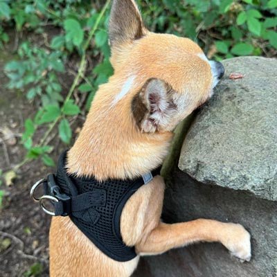 Tiny Trails Step In Air Mesh Puppy and Small Dog Harness Black - Pet Supplier Store