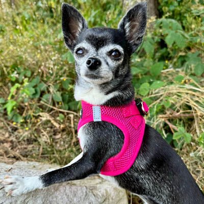 Tiny Trails Step In Air Mesh Puppy and Small Dog Harness Hot Pink - Pet Supplier Store