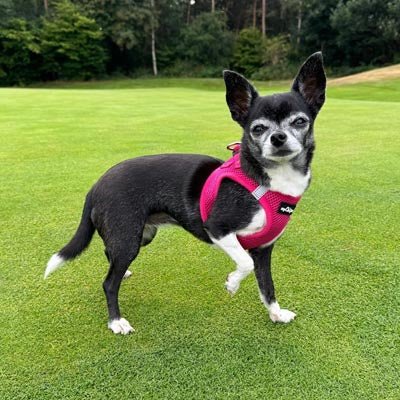 Tiny Trails Step In Air Mesh Puppy and Small Dog Harness Hot Pink - Pet Supplier Store