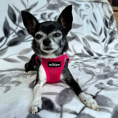 Tiny Trails Step In Air Mesh Puppy and Small Dog Harness Hot Pink - Pet Supplier Store