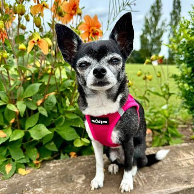 Tiny Trails Step In Air Mesh Puppy and Small Dog Harness Hot Pink - Pet Supplier Store