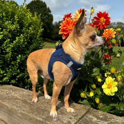 Tiny Trails Step In Air Mesh Puppy and Small Dog Harness Navy - Pet Supplier Store