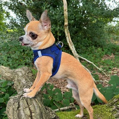 Tiny Trails Step In Air Mesh Puppy and Small Dog Harness Navy - Pet Supplier Store