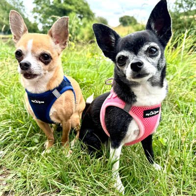Tiny Trails Step In Air Mesh Puppy and Small Dog Harness Navy - Pet Supplier Store