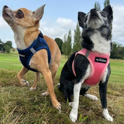 Tiny Trails Step In Air Mesh Puppy and Small Dog Harness Navy - Pet Supplier Store