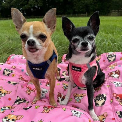 Tiny Trails Step In Air Mesh Puppy and Small Dog Harness Navy - Pet Supplier Store